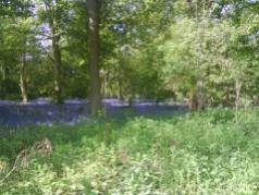 Bluebells at Tocil Woods