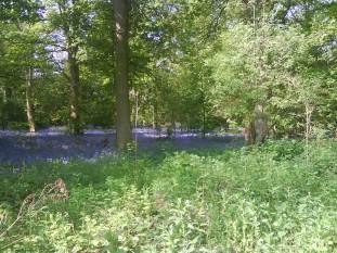 Bluebells at Tocil Woods